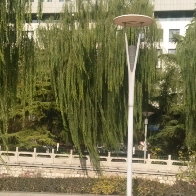 姑娘我爱你