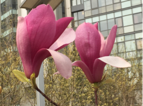 小小水仙花简谱_水仙花简笔画