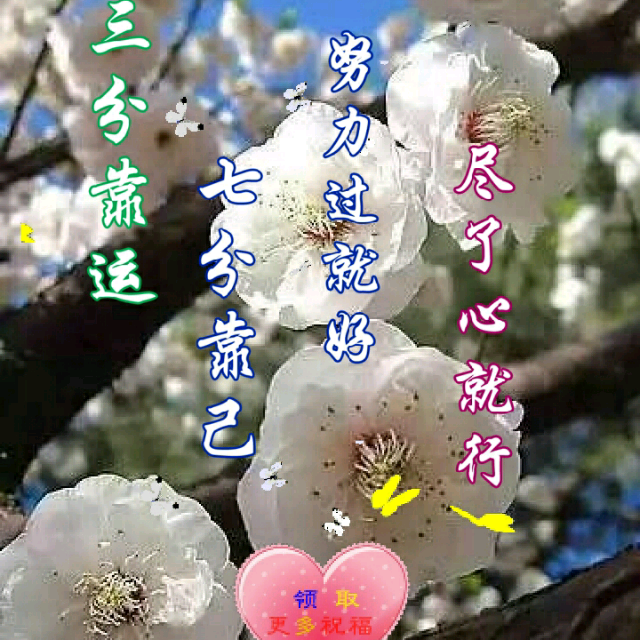 梅花泪简谱原唱_梅花泪