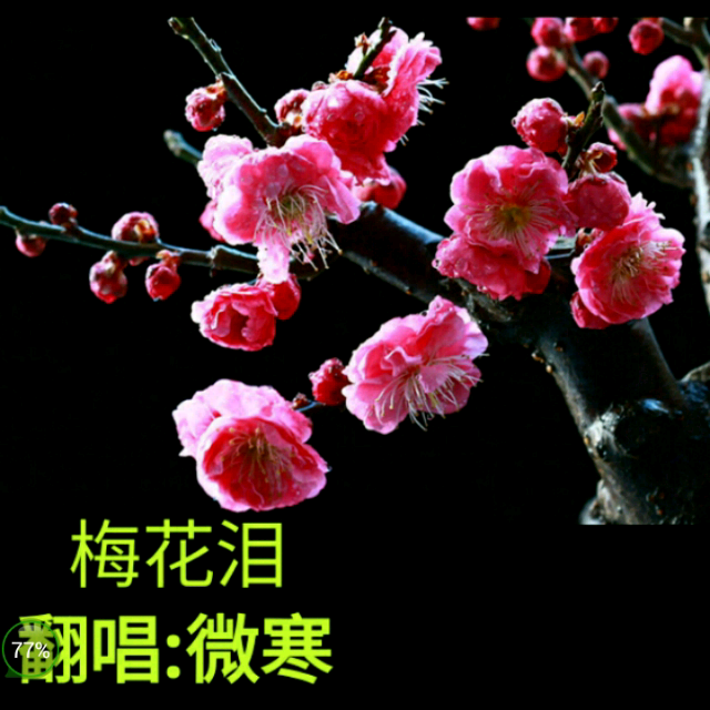 梅花泪曲谱大全_梅花泪图片大全大图(2)